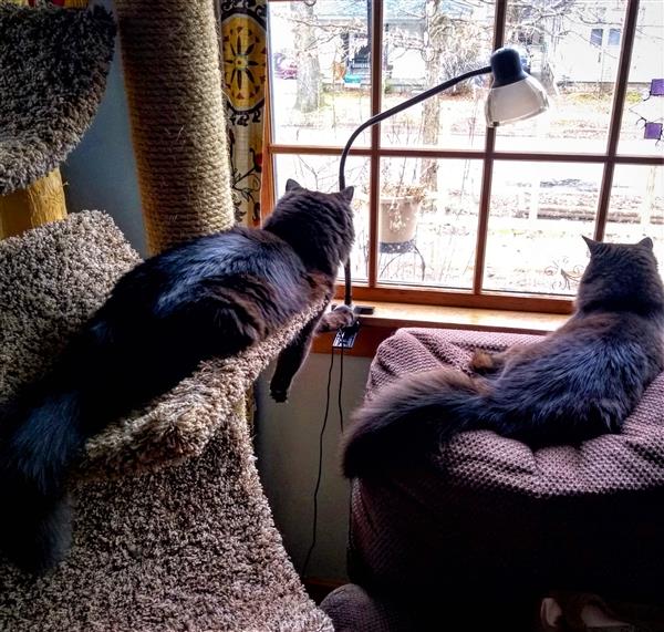 Moose and Missy looking out a window